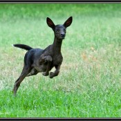 Pictures of very rare black fawn