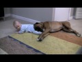 Linus the boxer loves his baby