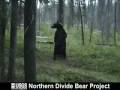 Dancing Bear in the Wild