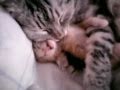 Momma Cat and Kitten Sleeping