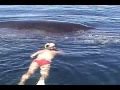Amazing video and story about saving a young humpback tangled in fisherman’s net . . .